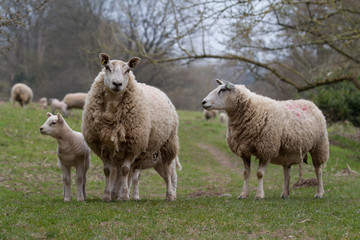 Obraz na płótnie Canvas Sheep with Lamb