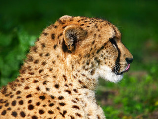 Guépard