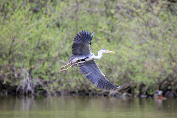Airone cenerino (Ardea cinerea) in volo
