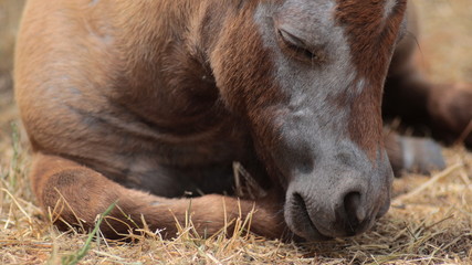 Cute little horse lying in the grass