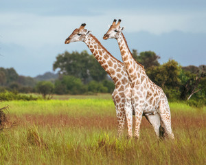 Thornicroft Girafe sanding in the bushveld in South Luangwa National Park, Zambia, Southern Africa	(Giraffa)