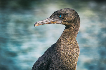 Flightless cormorant aka Galapagos cormorants - animals and wildlife of Galapagos by sea on Fernandina island, Espinoza Point, Galapagos Islands.