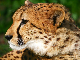 Guépard