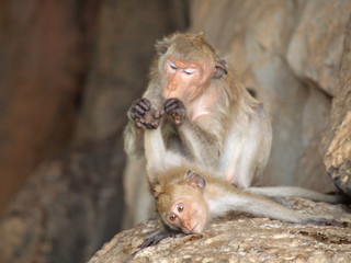 monkey is sitting on the stone