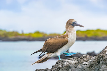 Fototapeta na wymiar Blue-footed Booby - Iconic and famous galapagos animals and wildlife. Blue footed boobies are native to the Galapagos Islands, Ecuador, South America.