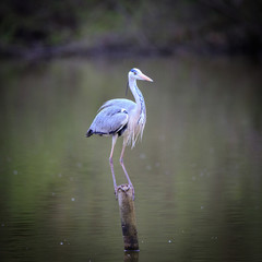 Airone cenerino (Ardea cinerea) in volo