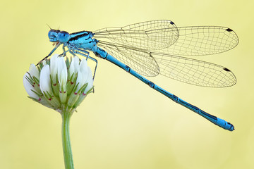 Amazing closeup of polish azure damselfly (Coenagrion puella) resting on the flower in the natural...
