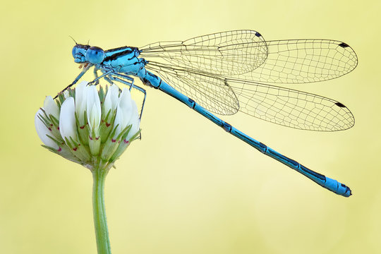 Amazing closeup of polish azure damselfly (Coenagrion puella) resting on the flower in the natural environment. Natural sunrise light morning macro