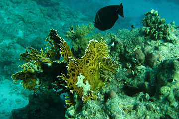 Coral reef in Red sea. Background