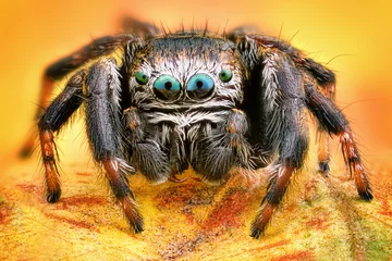 Papier Peint photo Lavable Photographie macro Portrait extrêmement net et détaillé de la macro d& 39 araignée sauteuse polonaise
