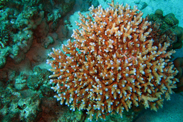 Fototapeta na wymiar Coral reef in Red sea. Background