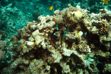 Naklejka na ściany i meble Coral reef in Red sea. Background