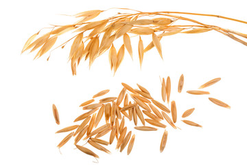 oat spike with grains isolated on white background