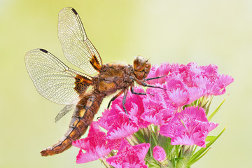 Scarce Chaser dragonfly (Libellula fulva) on a pink flower in natural environment. Macro closeup of polish dragonfly