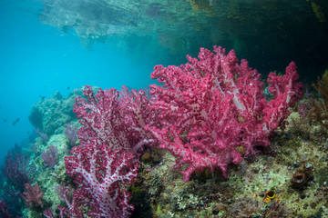 Vibrant Soft Corals in Raja Ampat