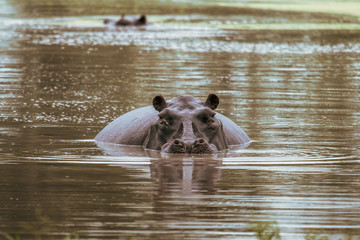 Fototapeta premium Hippo on the run on land in the Masai Mara National Park in Kenya (Hippopotamus amphibius)