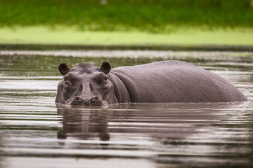 Hippo on the run on land in the Masai Mara National Park in Kenya (Hippopotamus amphibius)