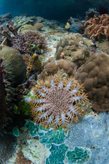 Juvenile Crown of Thorns Sea Star