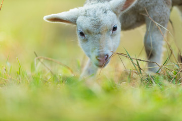 Naklejka na ściany i meble Cute young lamb on pasture, early morning in spring.