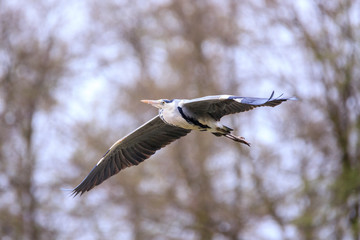 Airone cenerino (Ardea cinerea) in volo