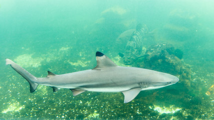 Obraz premium Blacktip reef shark in tank at aquarium