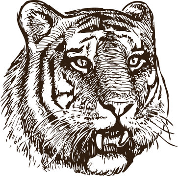 Sketch of a tiger head