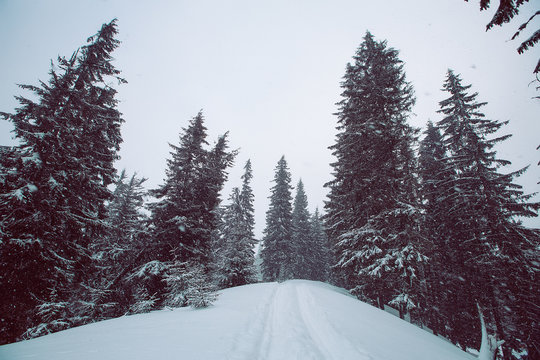 Forest in winter, Gurne, Ukraine