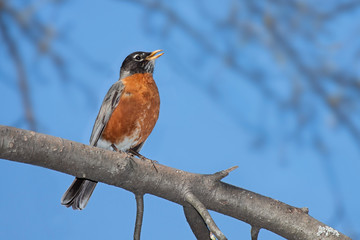 A robin sings while perched on a branch