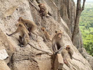 monkey family is sitting on the mountain