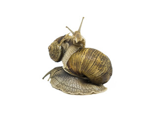 Two brown Garden snails, Small snail is on top of big. Isolated on white