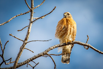 Red Shouldered Hawk (Buteo lineatus)