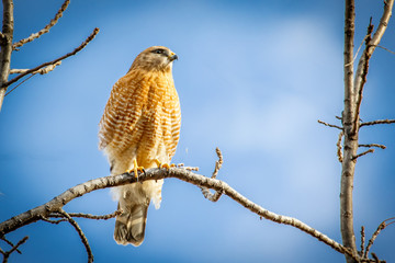 Red Shouldered Hawk (Buteo lineatus)