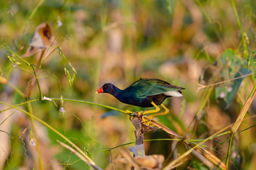 Purple Gallinule (Porphyrio martinica)