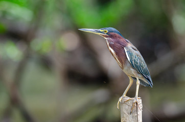 Green Heron