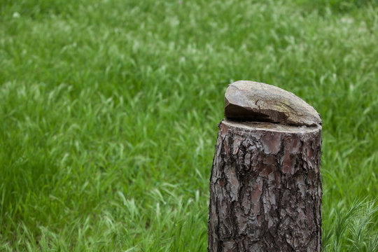 Cut tree trunk in the forest.