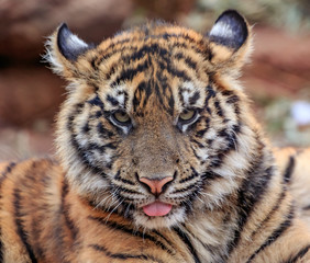 Sumatran Tiger (Panthera tigris sumatrae) cub