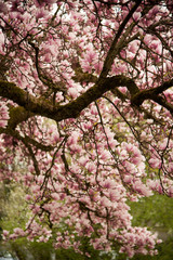 Magnolia tree in full bloom