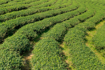 Tea plantation in Chiang Rai, north of Thailand
