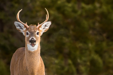 Naklejka na ściany i meble White-tailed Deer - Odocoileus virginianus, portrait of a young buck in the early morning sun. Direct eye contanct. Open mouth like a smiling face.