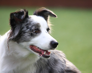 아름다운 개 보더콜리.