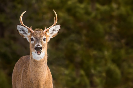 deer face