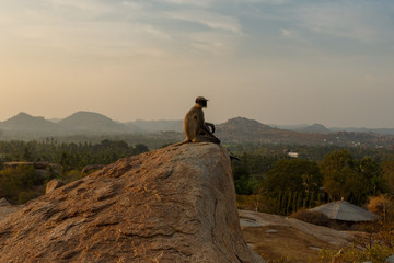 The monkey sees off the sunset. Incredible landscape with a wild monkey, sitting on a rock among...