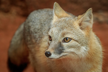 Naklejka na ściany i meble Swift Fox (Vulpes velox) portrait