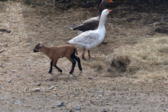 farm animal goose and baa-lamb eating on the farm field