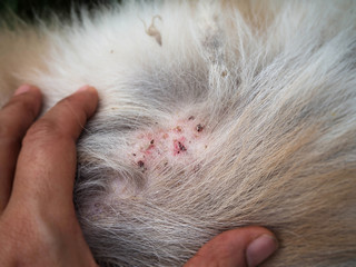 Closeup the disease on dog skin,Dermatitis in Dog,skin laminate and dog hair fallen around the disease.
