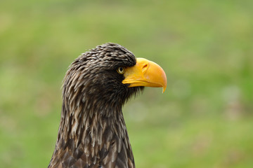 Fototapeta premium portrait bird of prey eagle with yelow beak 