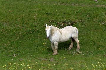 Obraz premium Cheval 