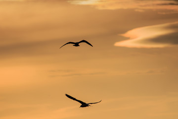 Naklejka premium Flying Gull Silhouette