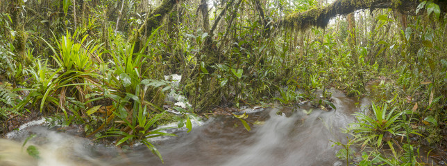 Floodwater pouring through the rainforest. A stream has burst its banks and water is running over the forest floor after a severe thunderstorm in the Cordillera del Condor southern Ecuador