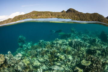 Beautiful Reef and Snorkeler in Raja Ampat